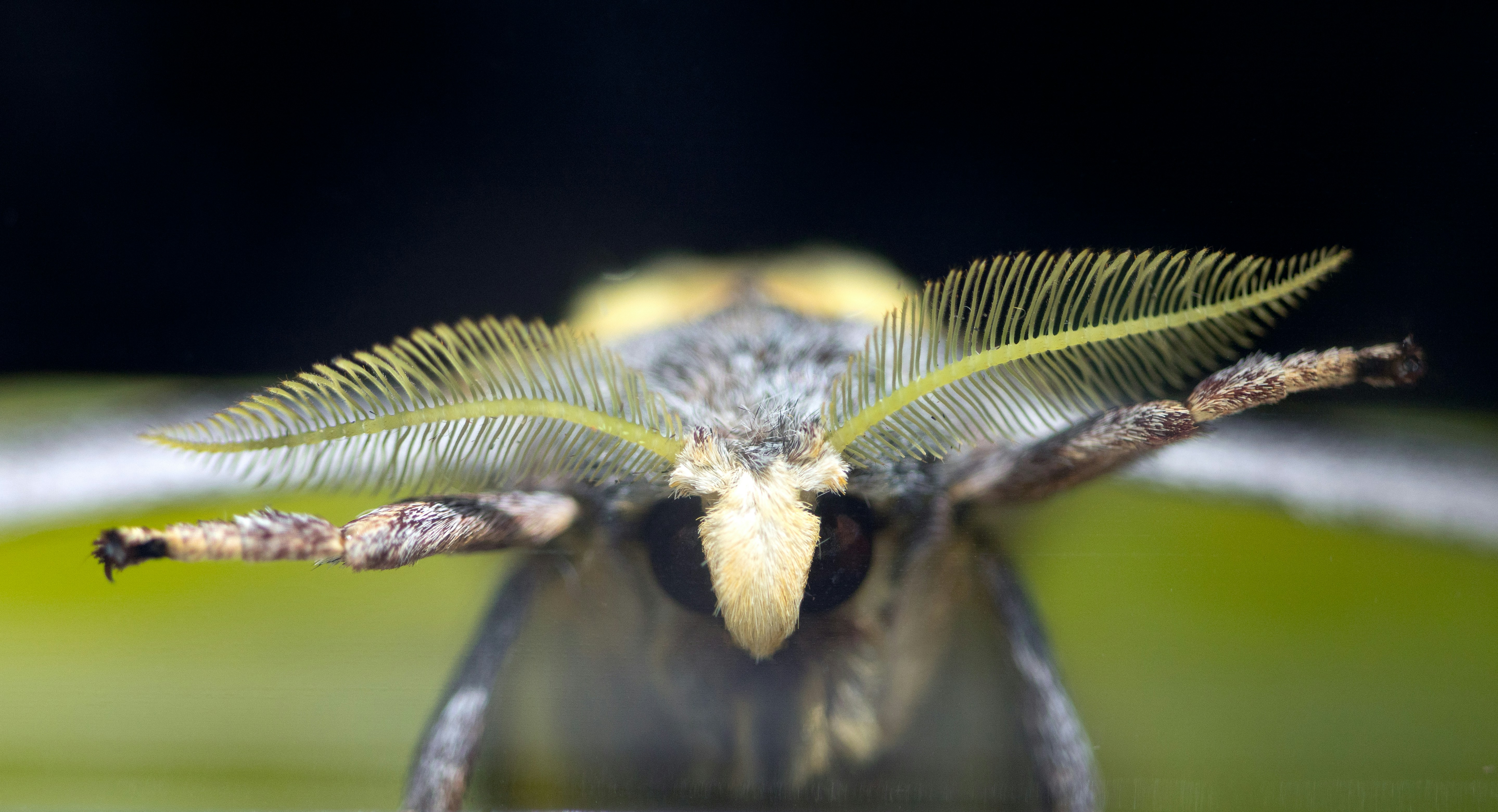 yellow and black moth on green leaf in close up photography