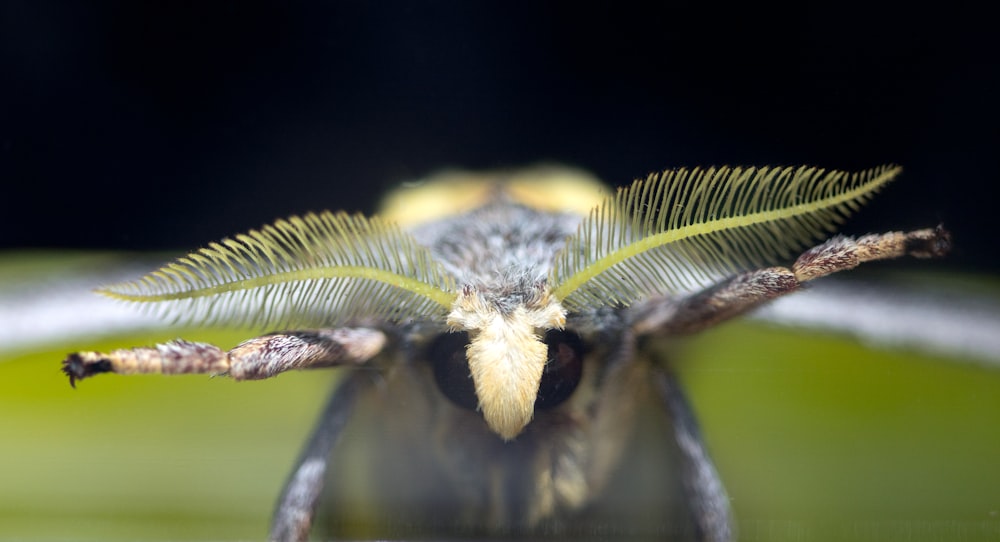 yellow and black moth on green leaf in close up photography