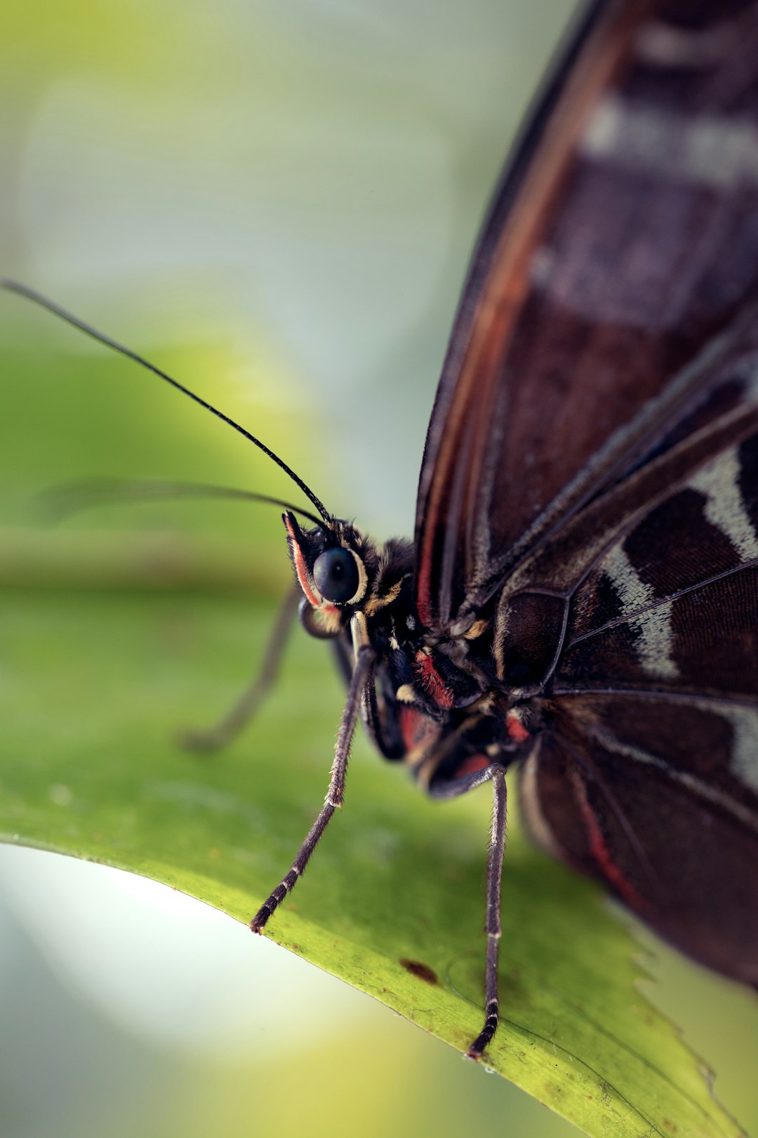 brown and black butterfly on green leaf