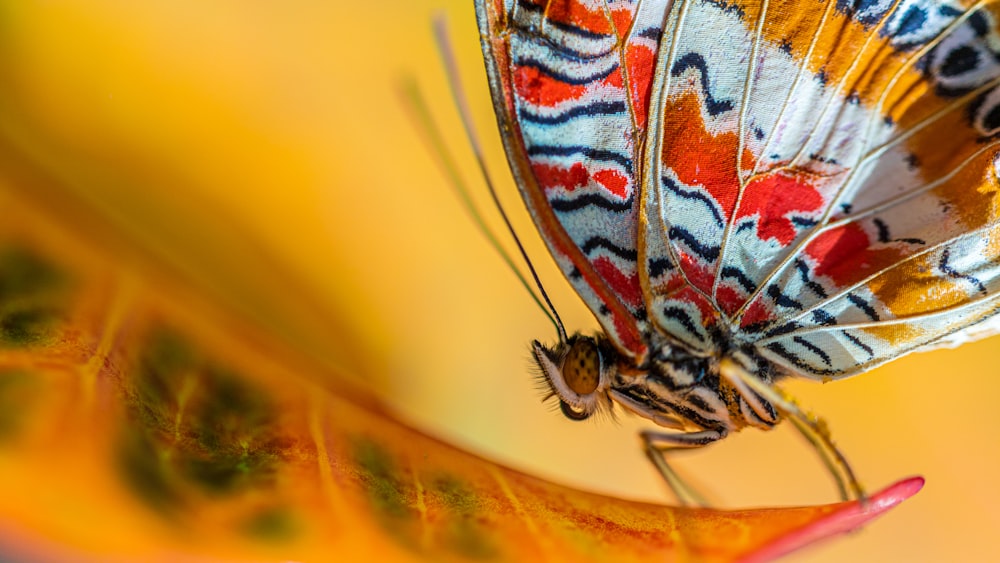 orange white and black butterfly perched on yellow flower in close up photography during daytime