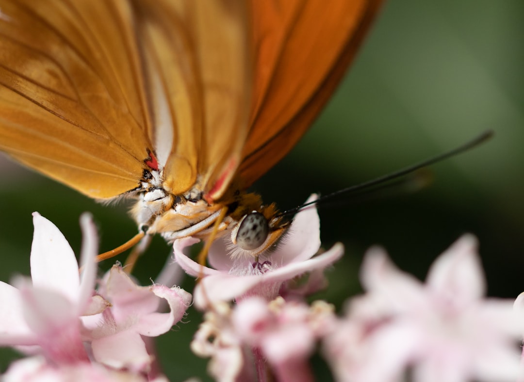 orange butterfly perched on purple flower in close up photography during daytime