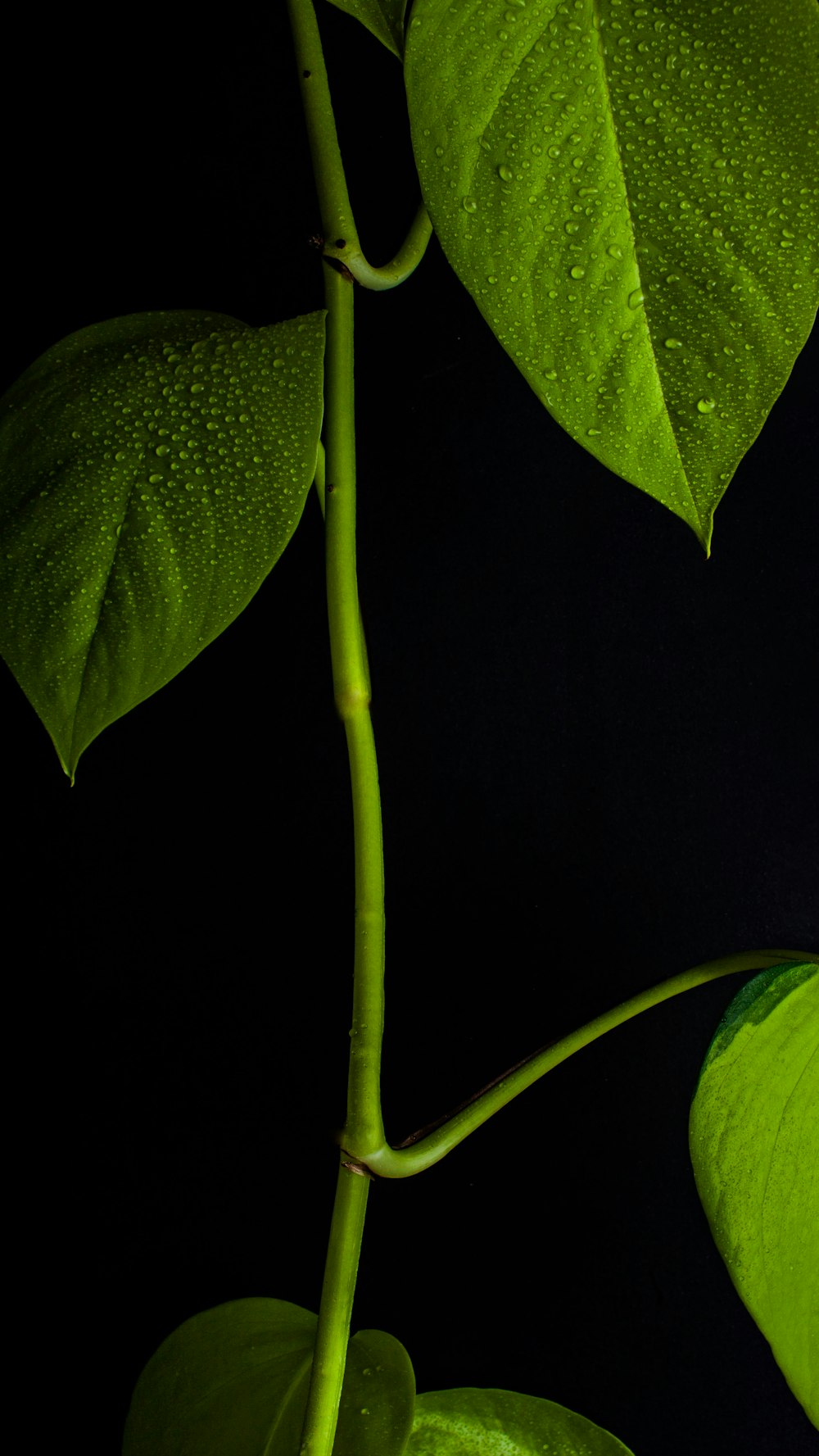 planta da folha verde na fotografia de perto