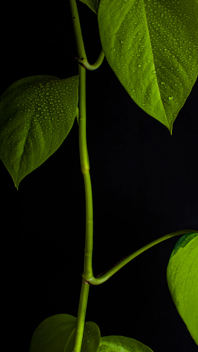 Neon Pothos