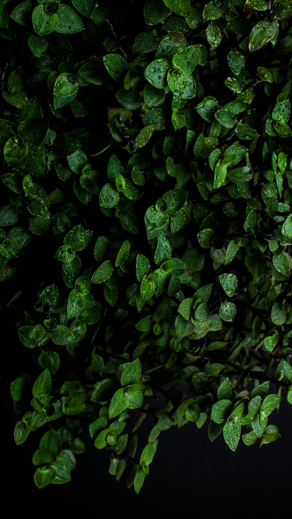 green leaves in close up photography