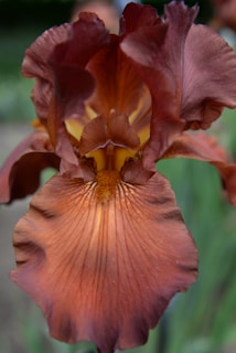 A close-up of an iris flower with ruffled petals in various shades of warm, earthy brown and hints of gold. The petals have a velvety texture and there are yellowish stamens visible in the center of the flower. The background is blurred with greenery, highlighting the main subject, which is the flower.