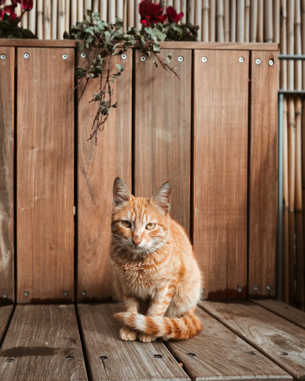 orange tabby cat sitting on brown wooden floor