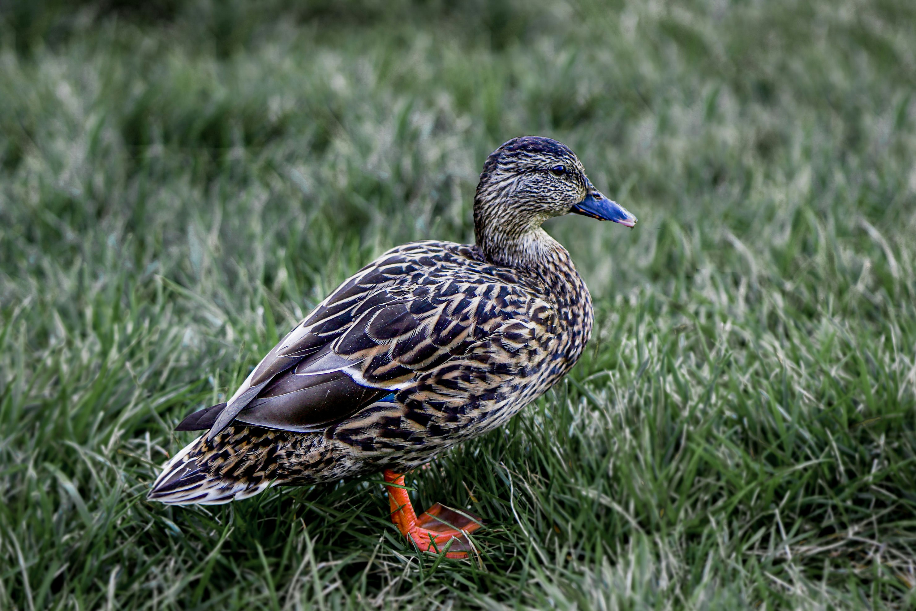 Anatra marrone e nera su erba verde durante il giorno