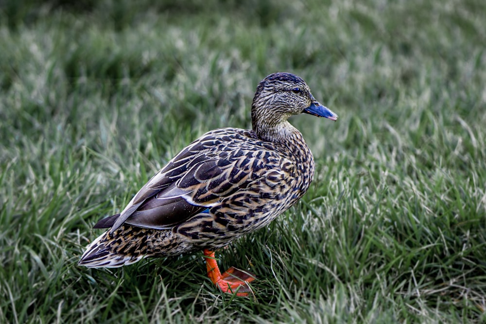 pato marrom e preto na grama verde durante o dia