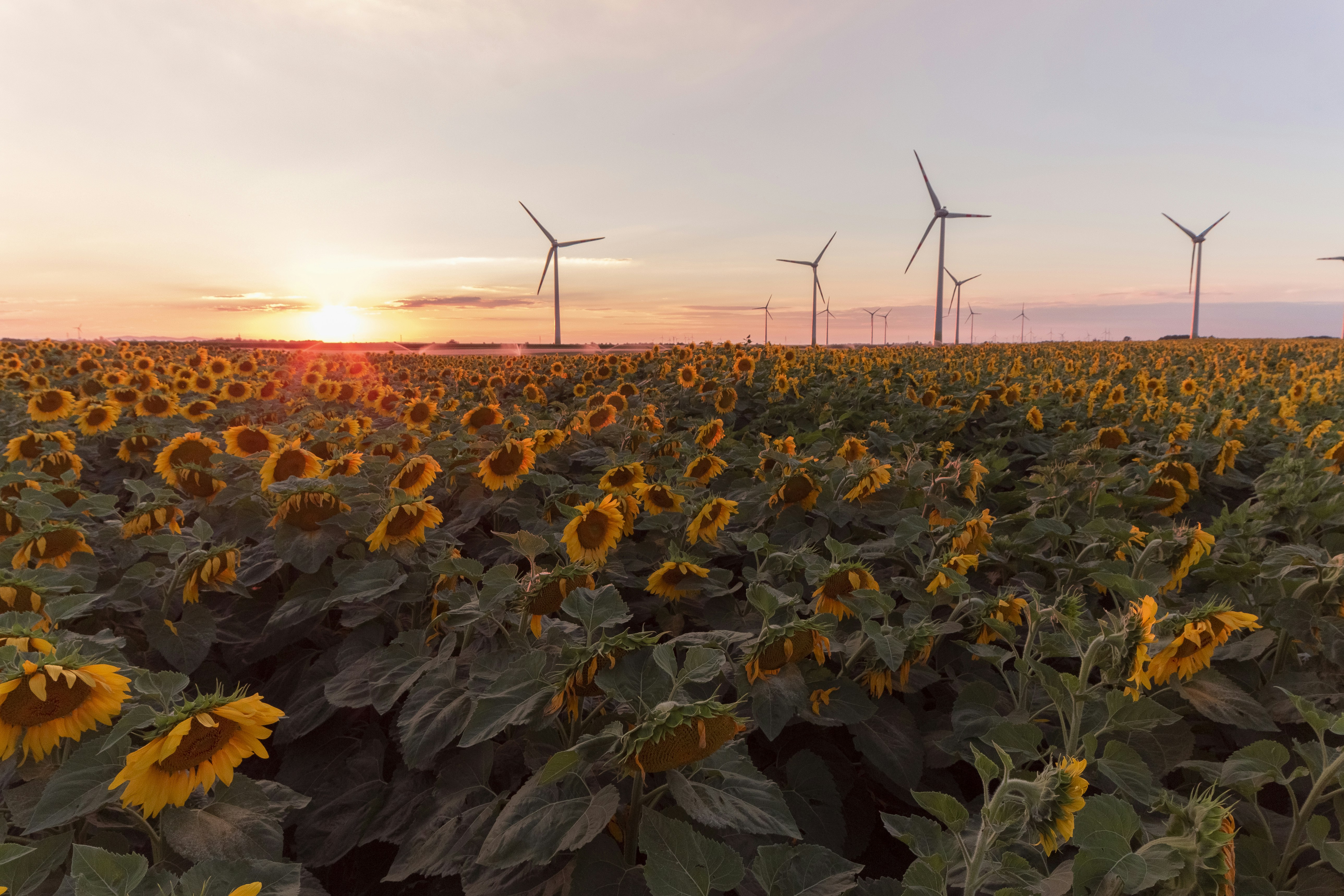 solar wind renewable energy infrastructure - green and yellow flower field during sunset
