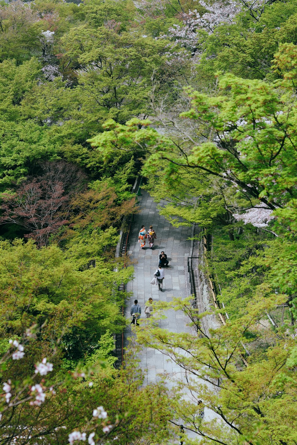 persone che camminano sul ponte tra gli alberi verdi durante il giorno