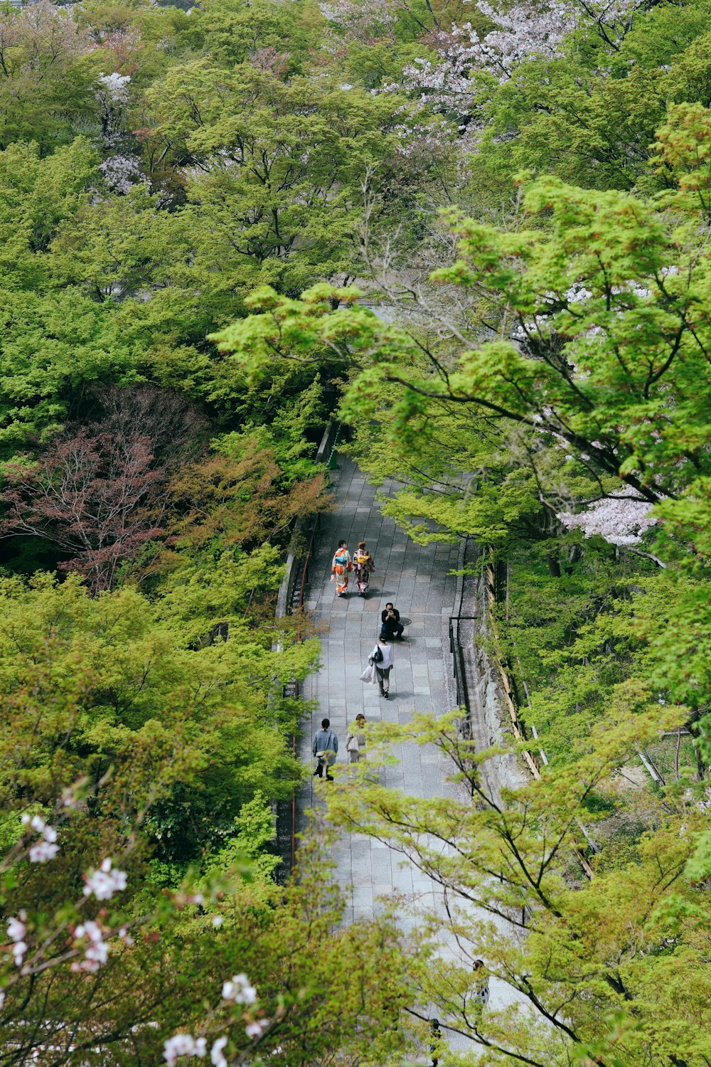 Gente caminando en el puente entre árboles verdes durante el día