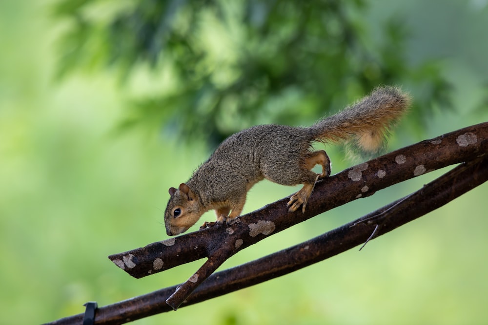 brown squirrel on brown tree branch during daytime