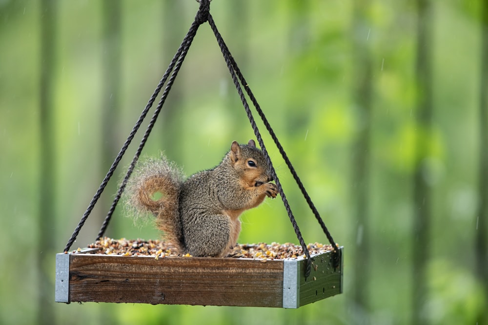 brown squirrel on brown wooden swing during daytime