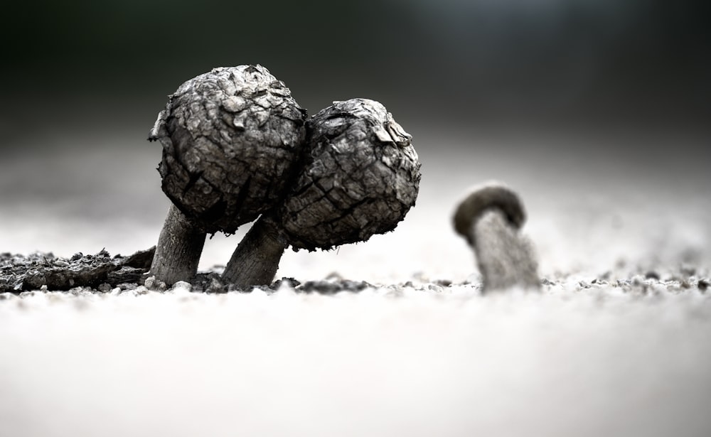 brown pine cone on white sand