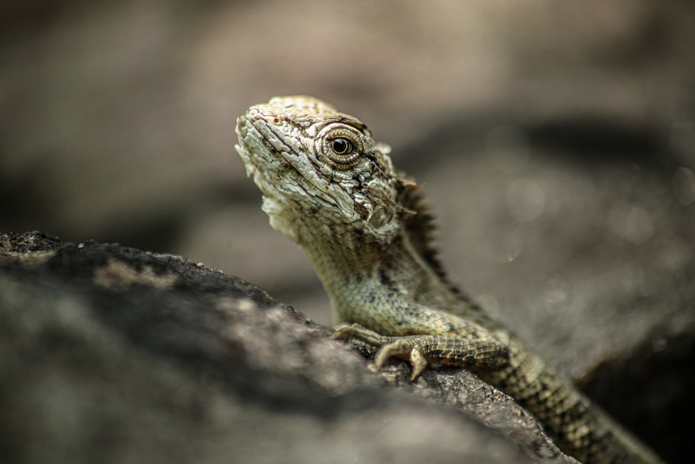 green and brown bearded dragon on gray rock