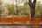 Several orange traffic barriers are lined up on a sidewalk next to a large tree. Behind the barriers, there is a building partially obscured by trees with green leaves. The scene is sunny and the barriers cast shadows on the ground.