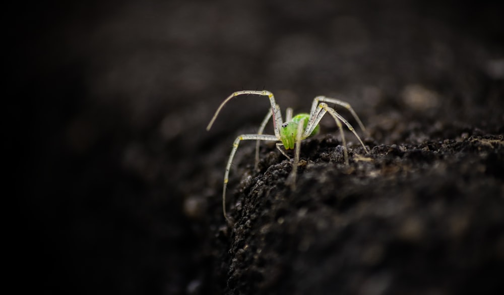 green and black spider on black soil in close up photography during daytime