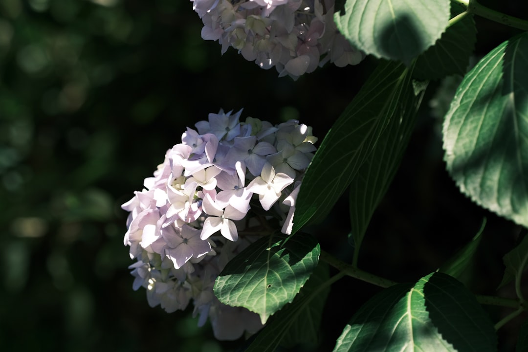 white and purple flower in close up photography