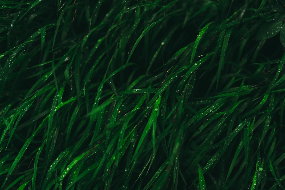 green grass in close up photography