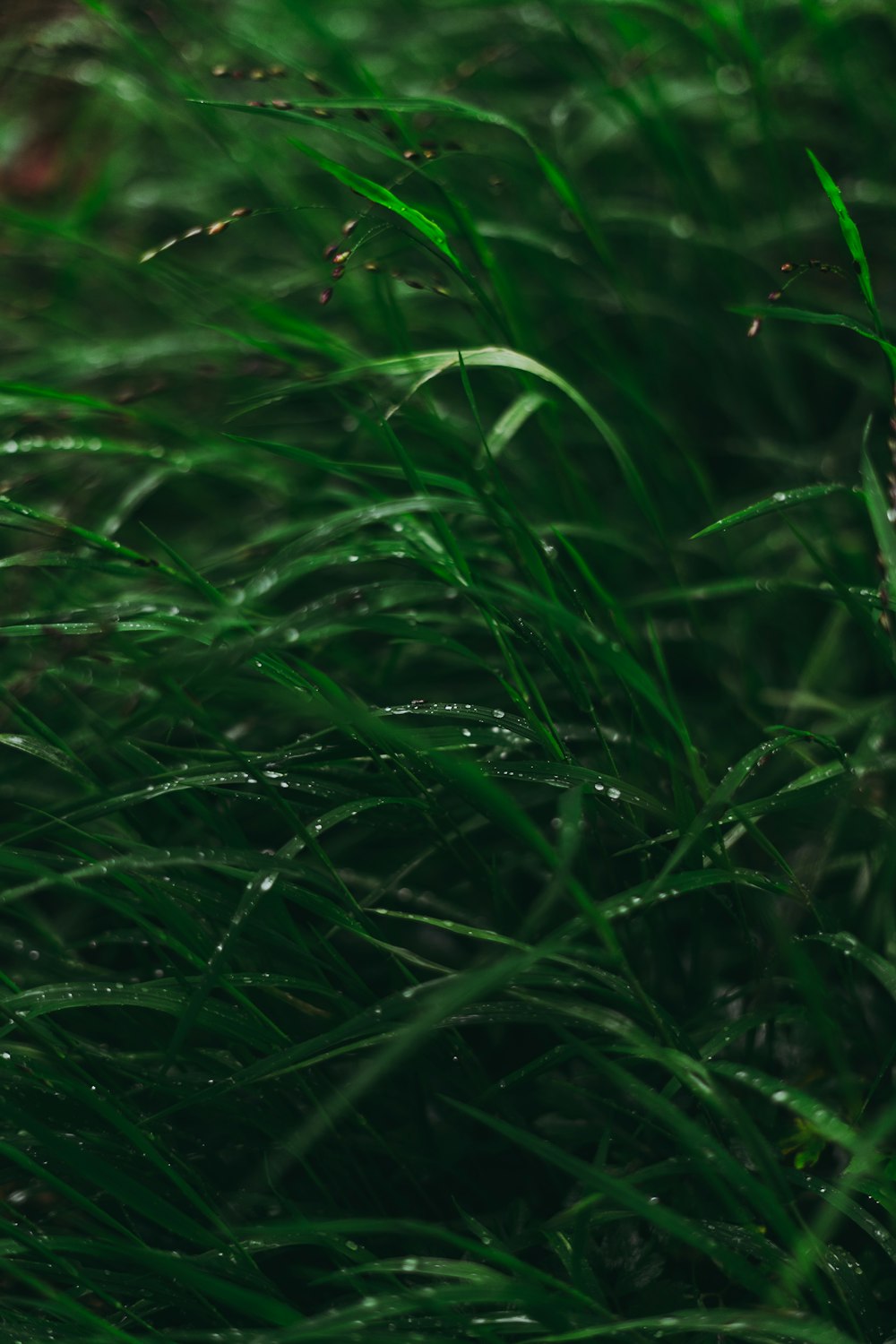 green grass with water droplets