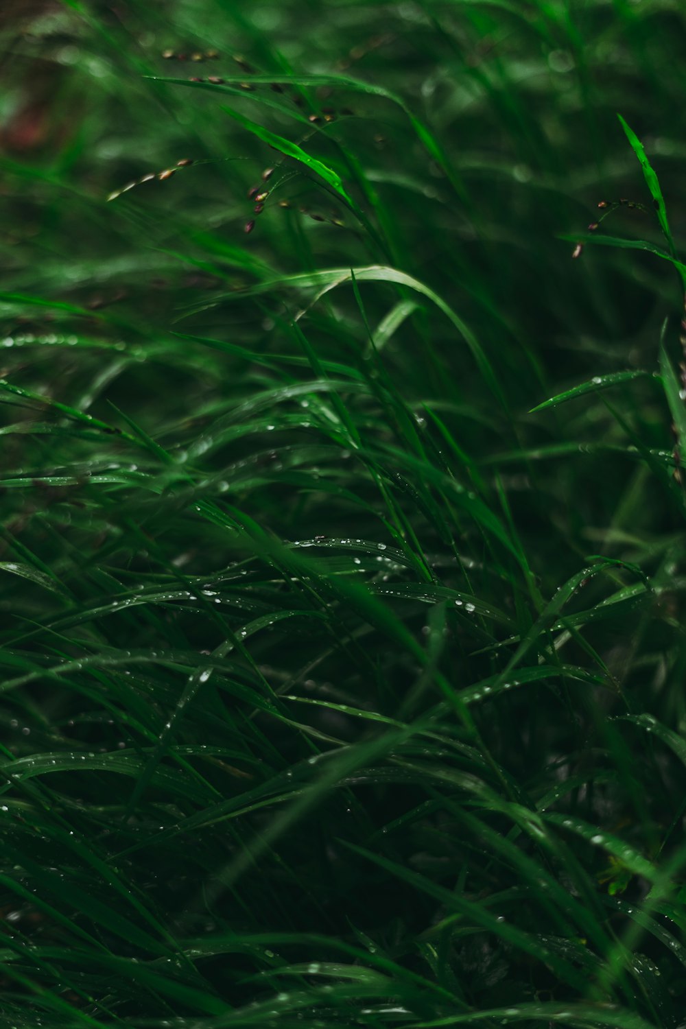 herbe verte avec des gouttelettes d’eau
