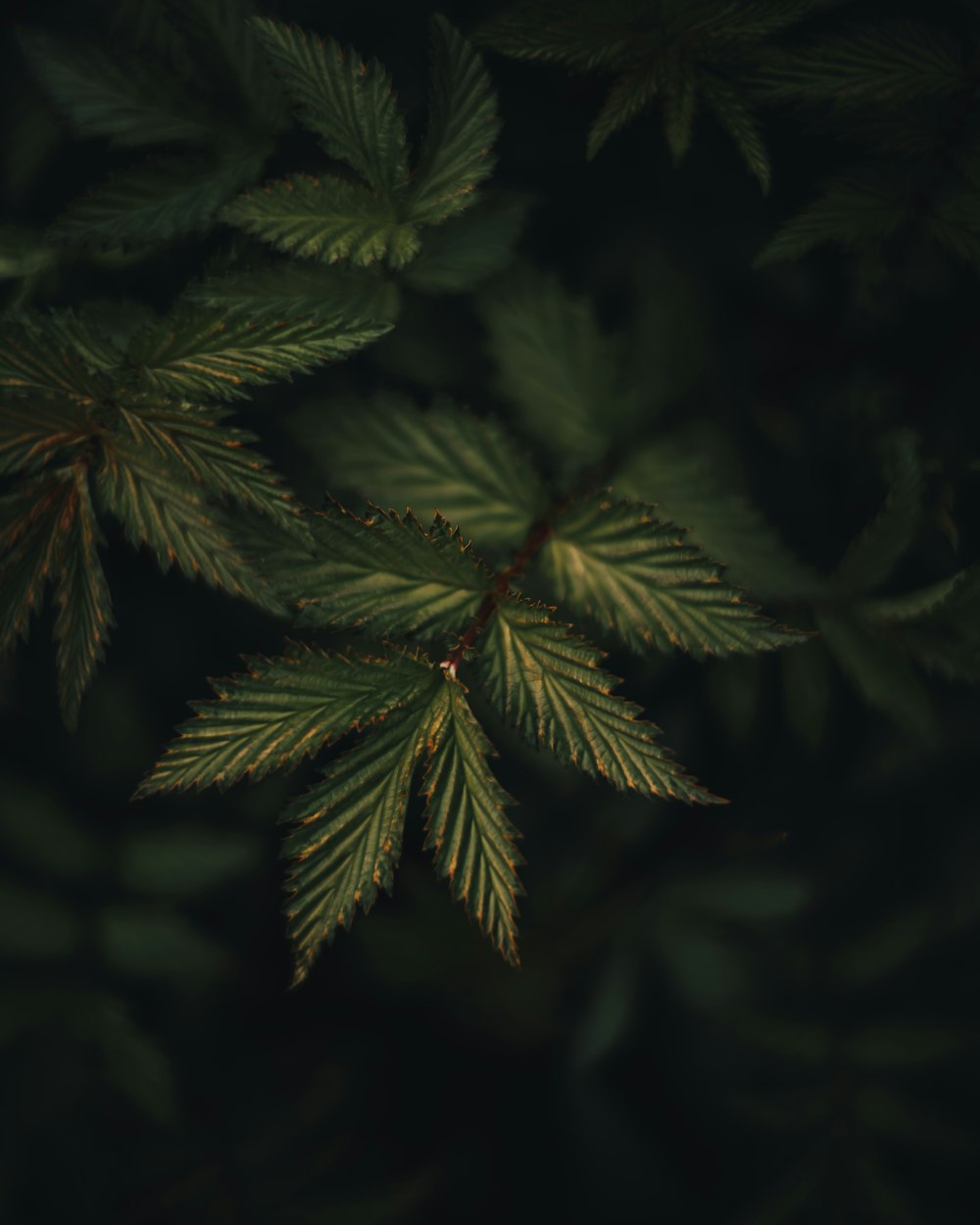 green and red leaf plant