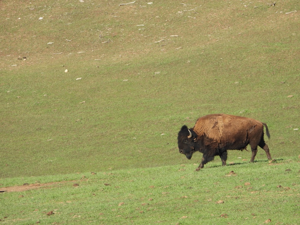 brown bison on green grass field during daytime