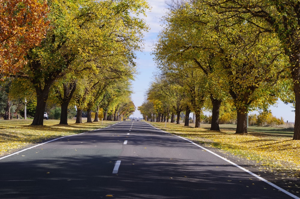 black asphalt road between green trees during daytime