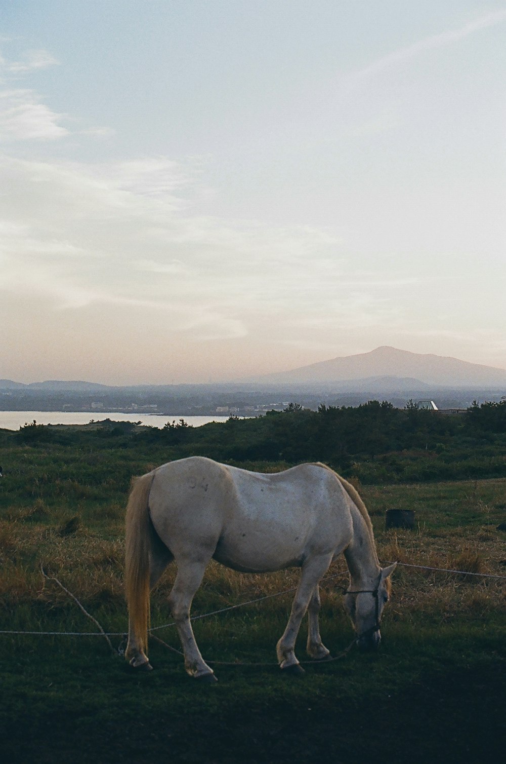 brown horse on green grass field during daytime