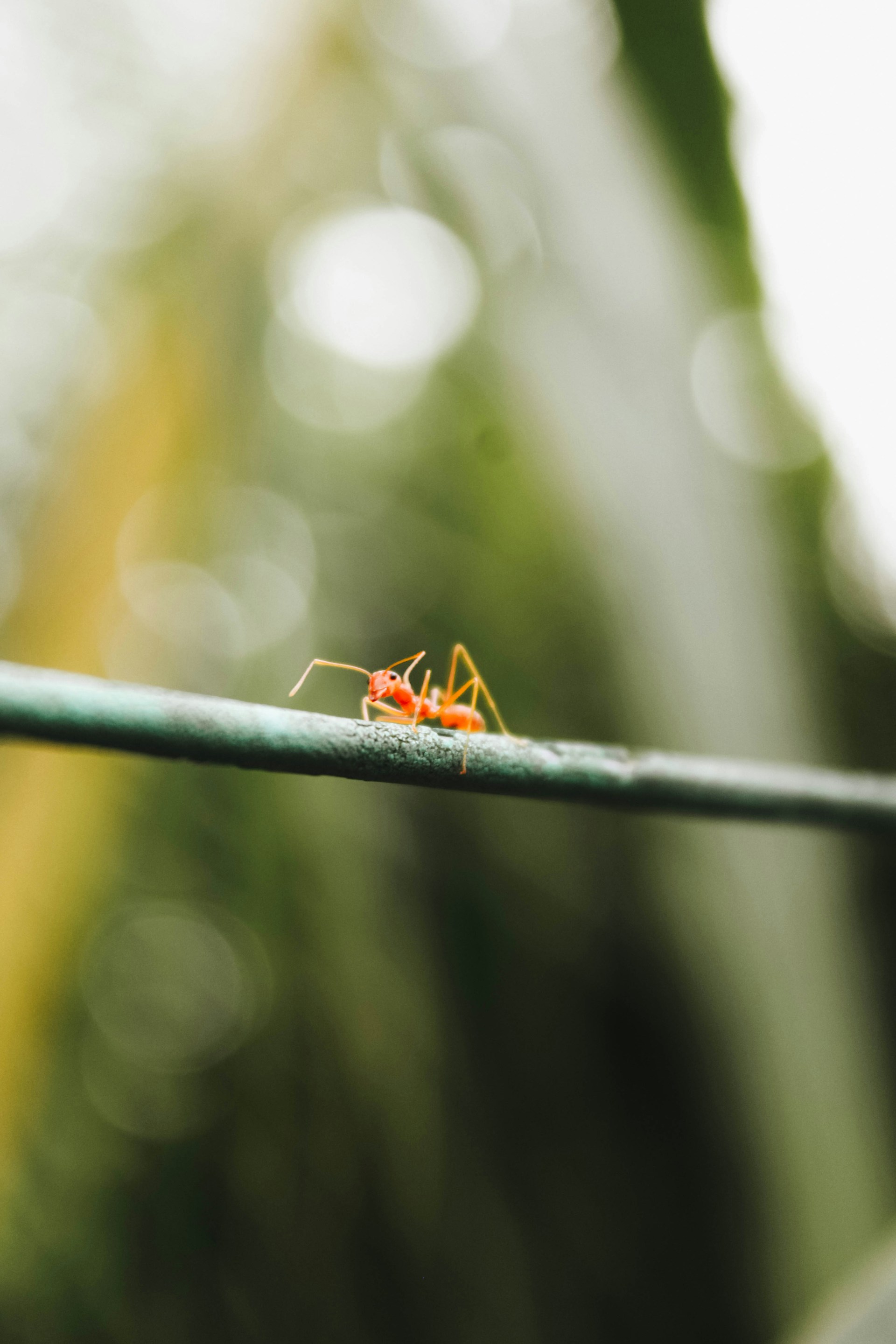 a red insect sitting on a green wire
