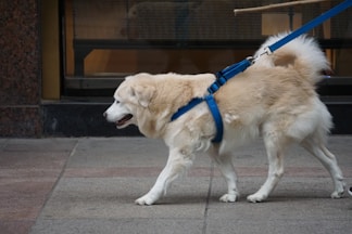 dogAdvisor | dogadvisor | dog advisor | dogAdvisor.dog