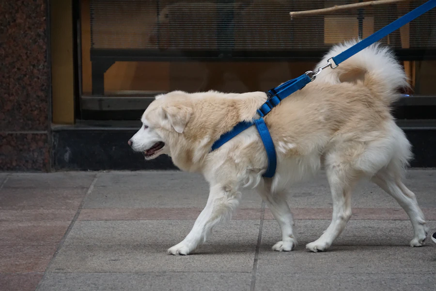 Dog safely restrained in a car with a quality crash-tested safety harness