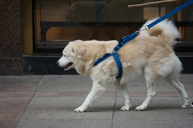 Fluffy cream-colored dog walking along a city sidewalk in a blue strap harness with a blue leash clipped at the back
