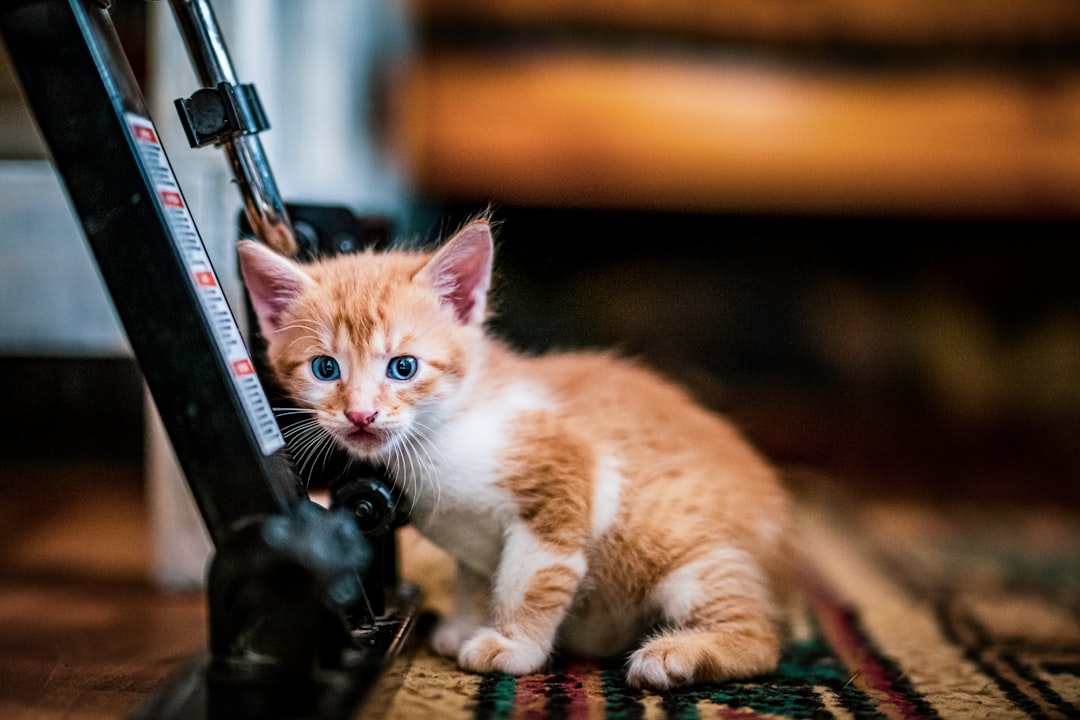 orange and white tabby cat on brown wooden table