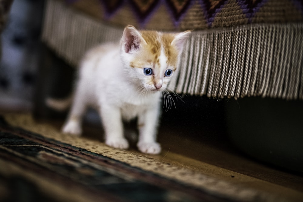 茶色の木製のテーブルに白とオレンジのぶち猫