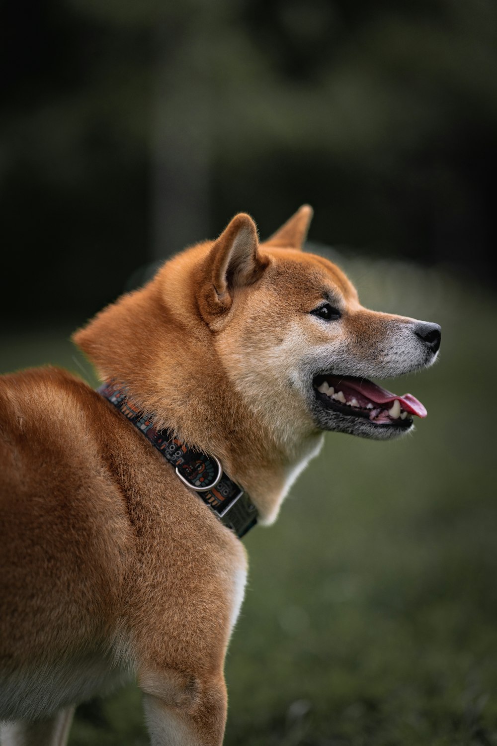 brown and white short coated dog