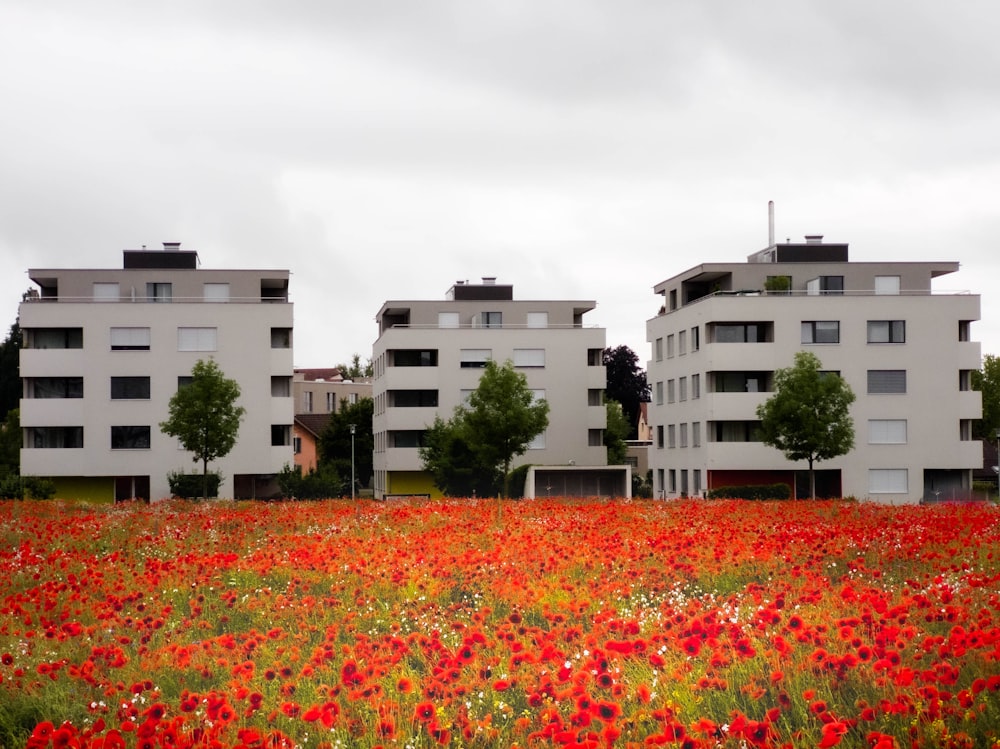 Campo de flores rojas cerca de un edificio de hormigón blanco durante el día