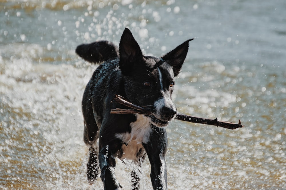 schwarz-weißer Kurzmantelhund, der tagsüber auf dem Wasser läuft