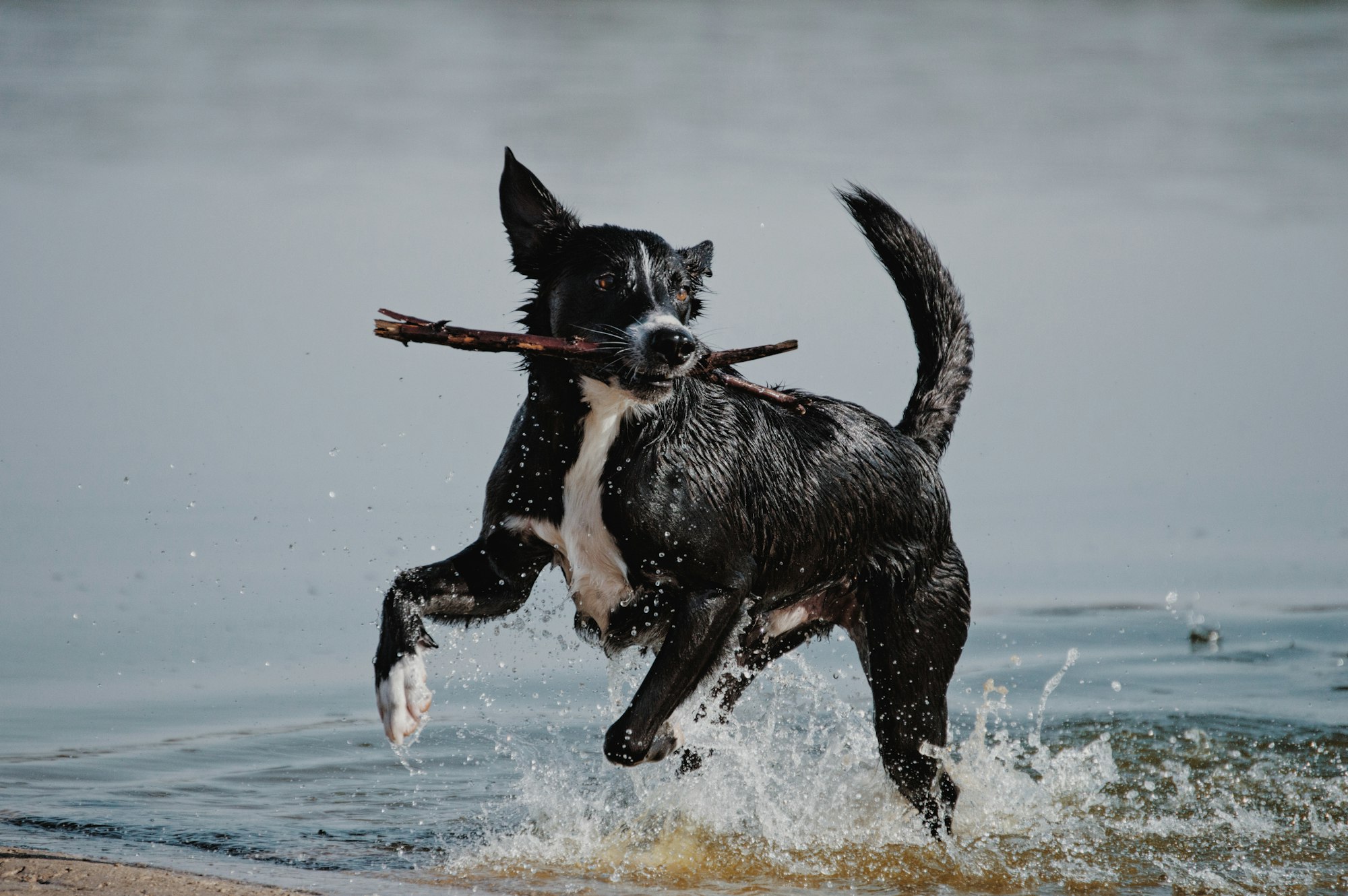 Water Intoxication in Dogs