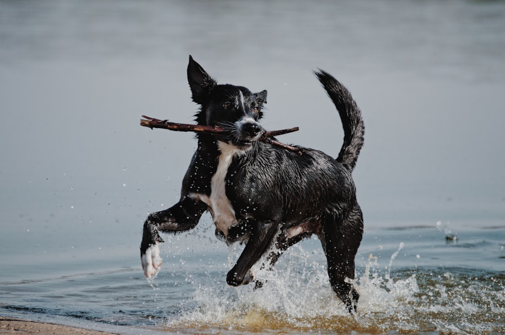 black and white short coat medium dog running on water during daytime