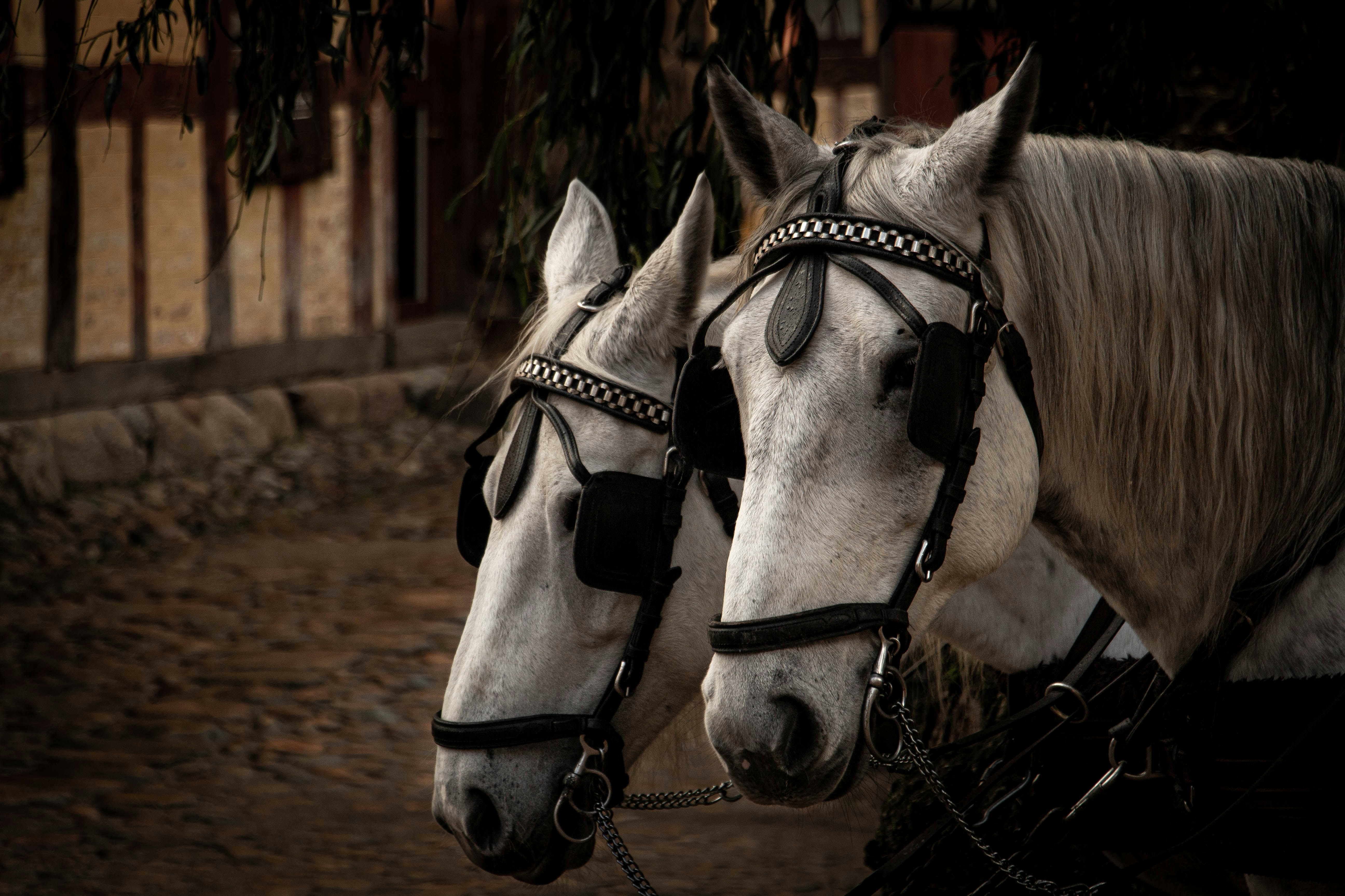 white horse on brown soil