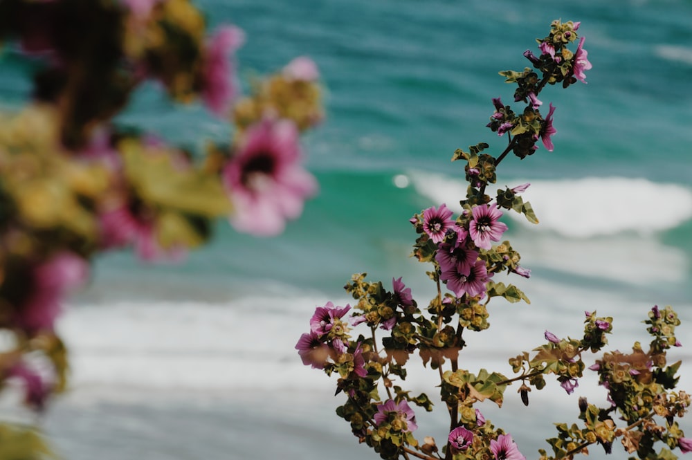 pink and white flower in tilt shift lens