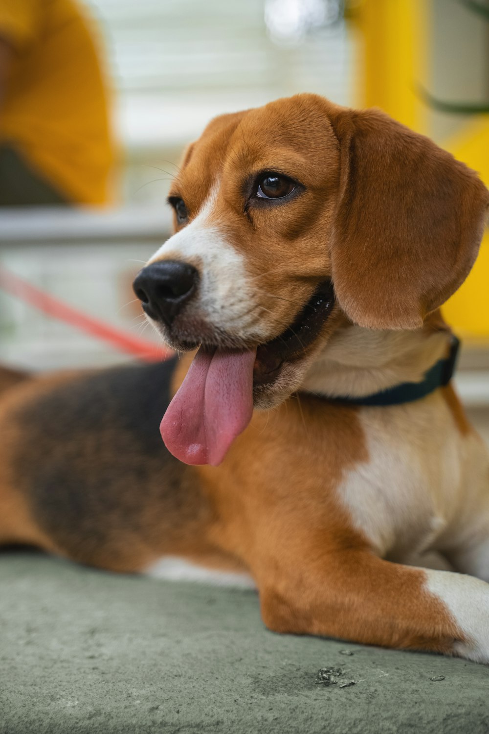 brown black and white short coated dog