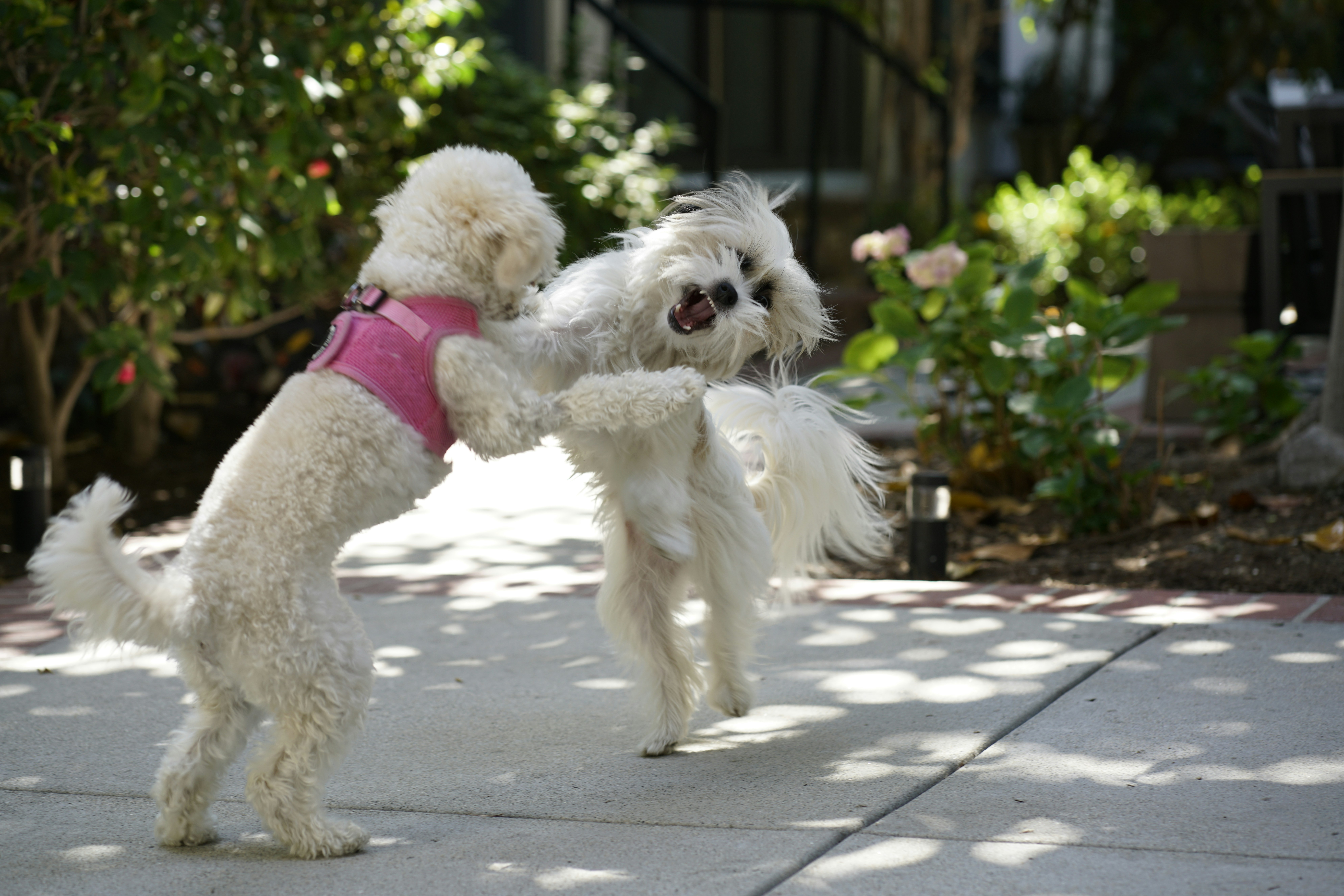 white poodle on gray concrete pavement