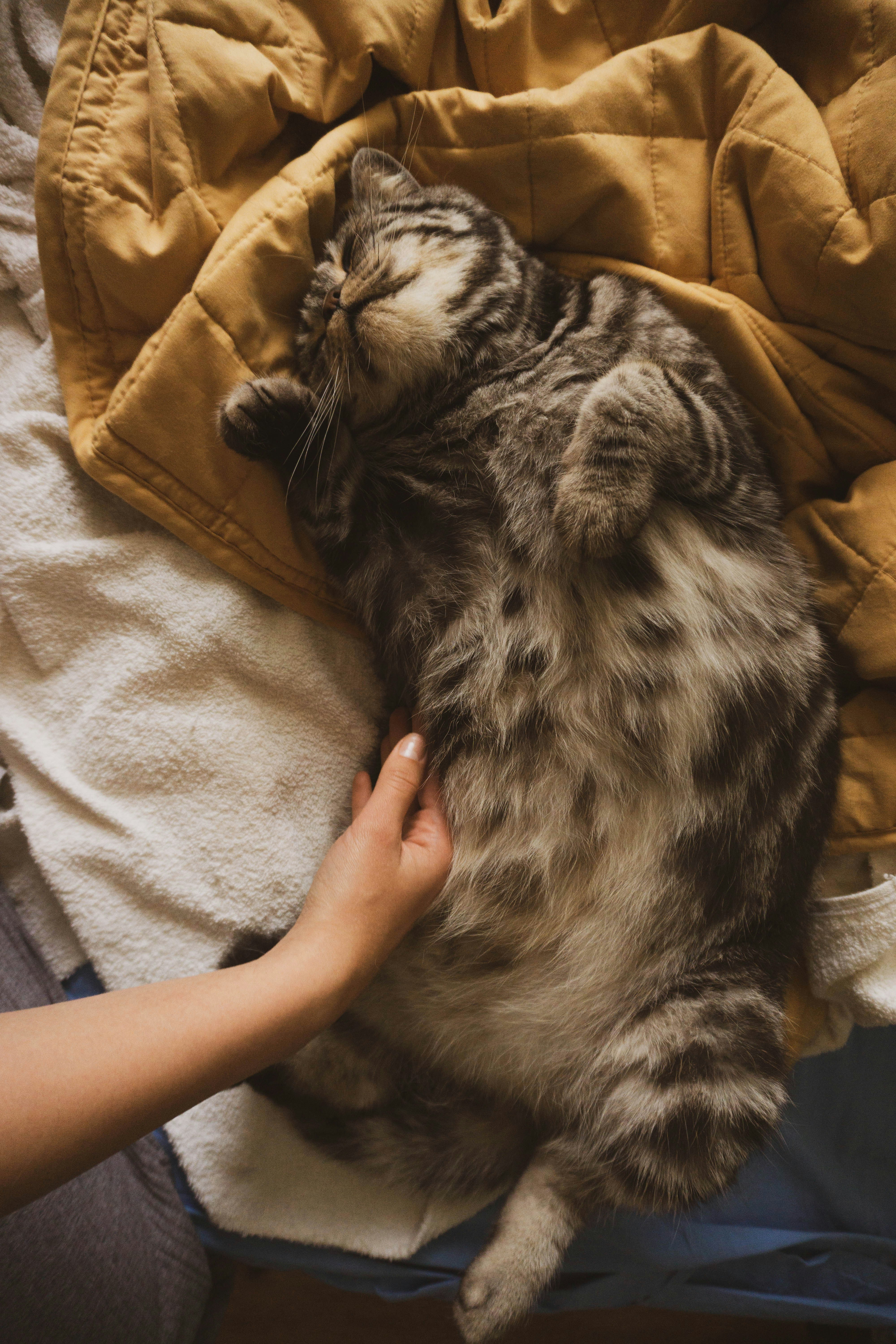Sleeping Belly-Up (image credits: unsplash)