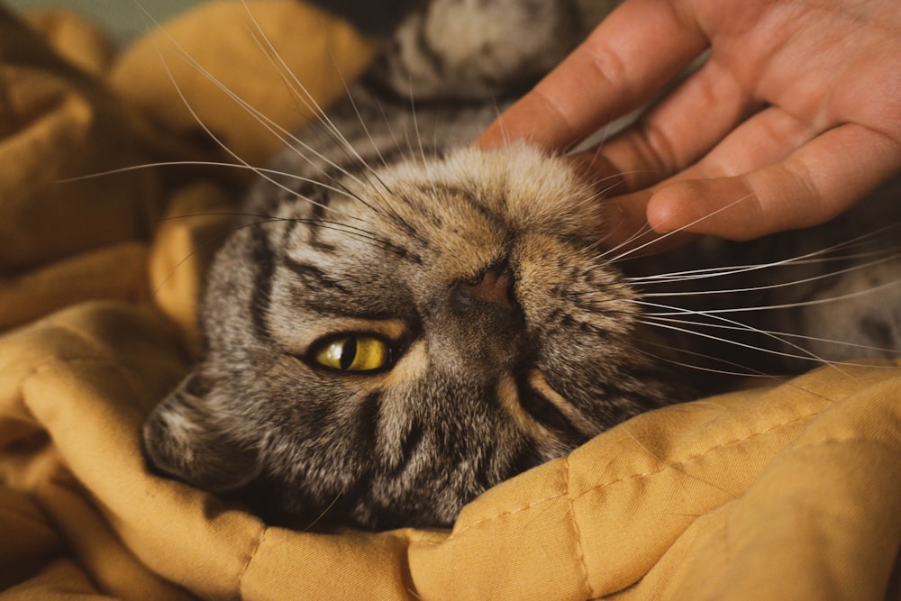 silver tabby cat on brown textile