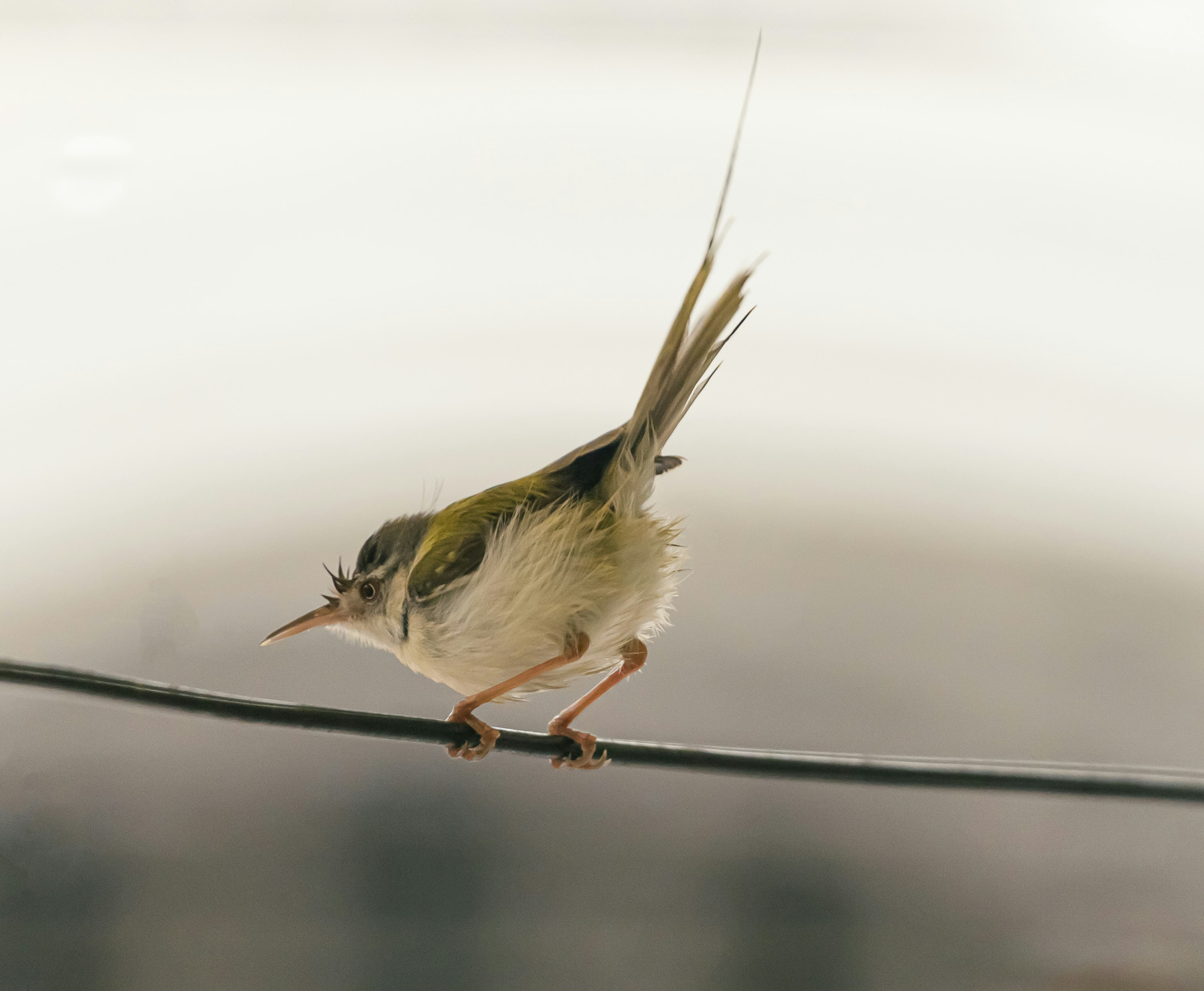 brown and white bird on brown tree branch