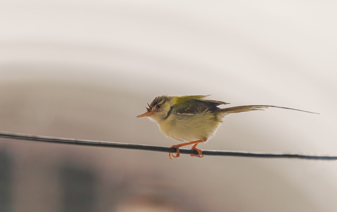 yellow and black bird on brown tree branch