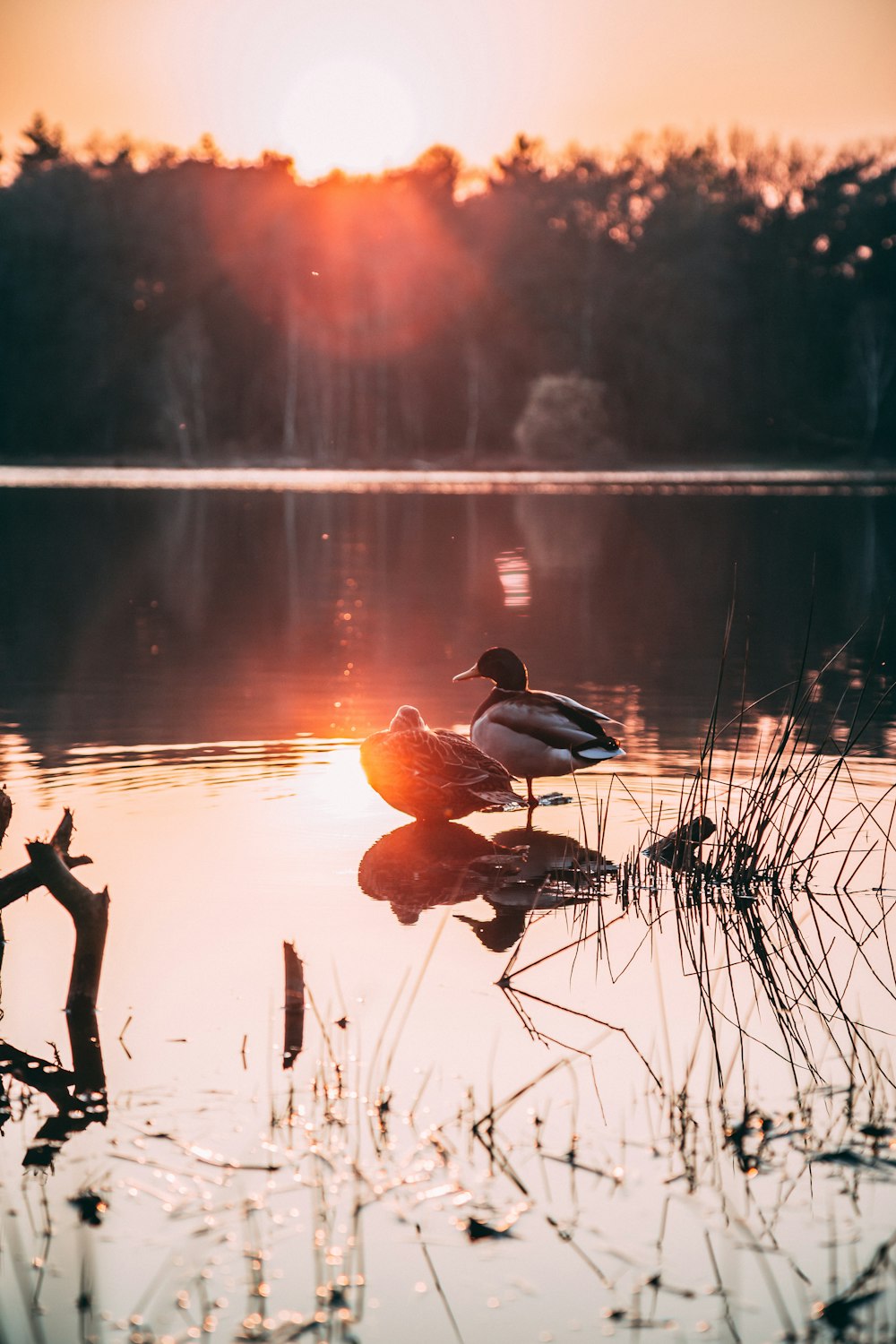 silhouette of 2 birds on water during sunset