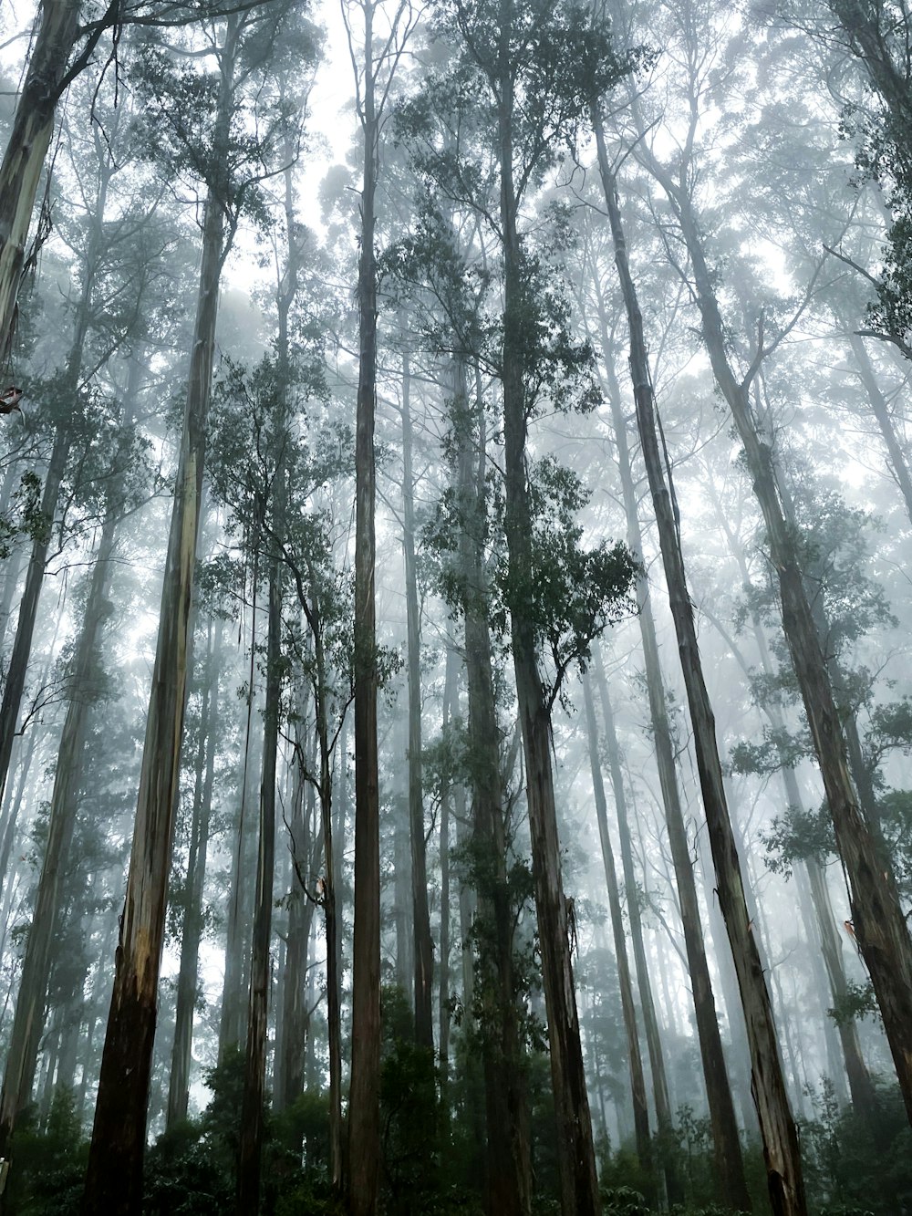 low angle photography of trees during daytime